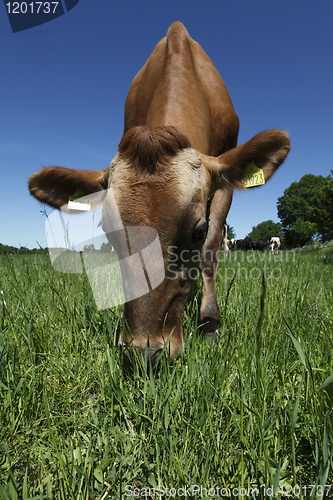 Image of Cow grazing