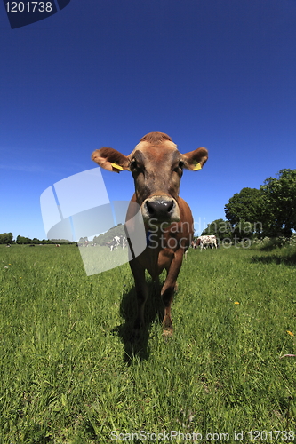 Image of Cow in field