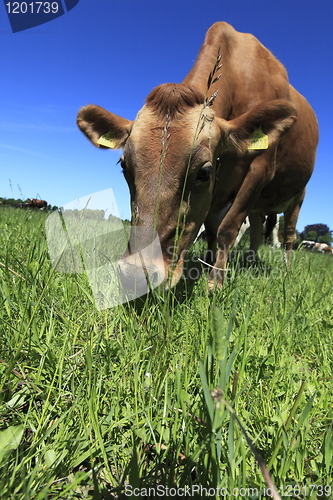 Image of cow grazing