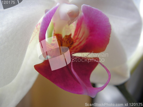 Image of orchid