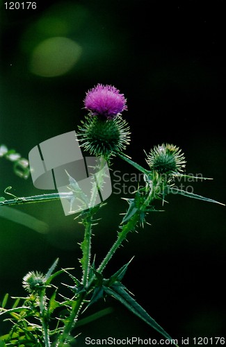 Image of thistle