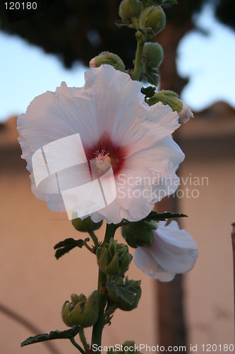 Image of Beautiful hollyhock