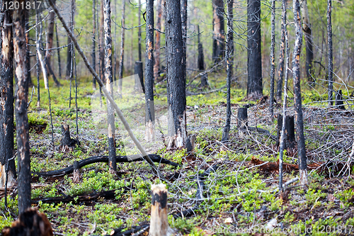 Image of Effects of forest fires