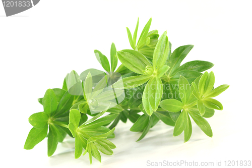 Image of sweet woodruff