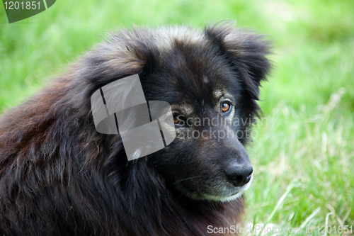 Image of Portrait of a long-haired dog guard