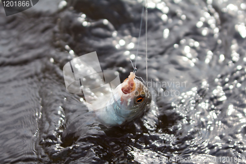 Image of roach & storming water