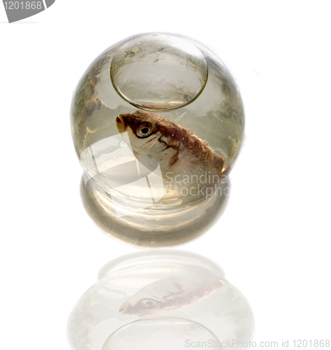 Image of  Fish in sphere