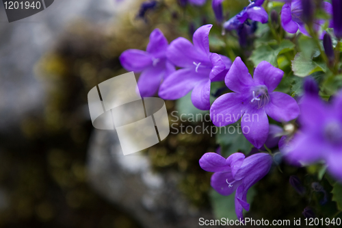 Image of Purple Flower