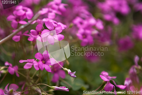 Image of Pink Flower