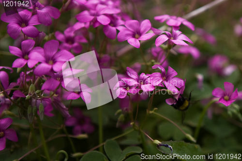 Image of Pink Flower