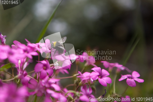 Image of Bee and Pink Flower