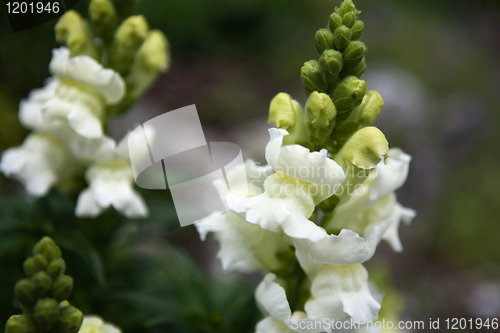 Image of Snapdragon