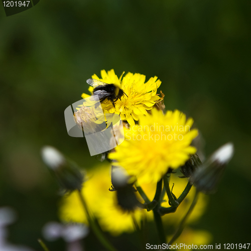 Image of Dandelion and Bee
