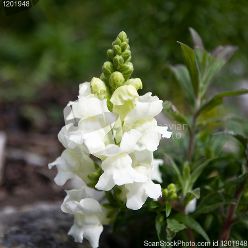 Image of Snapdragon