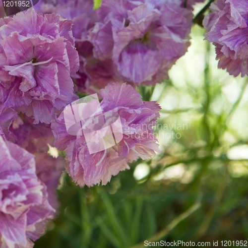 Image of Pink Carnation