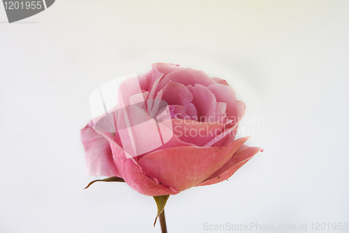 Image of Pink Rose
