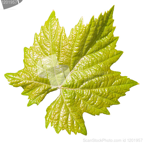 Image of Vine leaf.