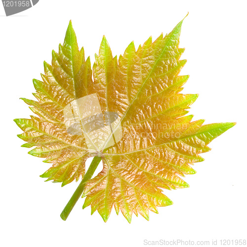 Image of Vine leaf.