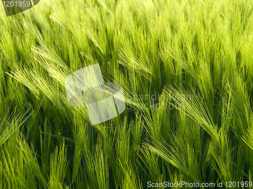 Image of Green wheat field.