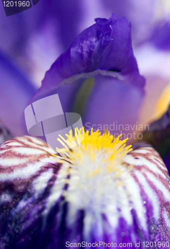 Image of iris