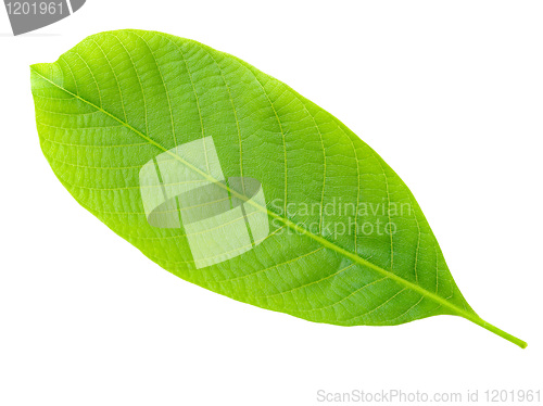Image of Nutwood leaf.