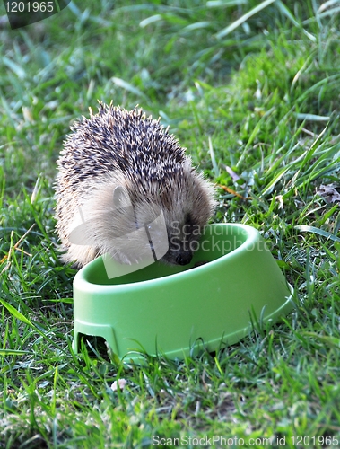 Image of Hedgehog