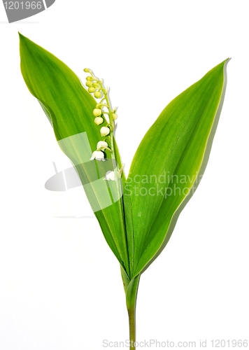 Image of Lily of the valley