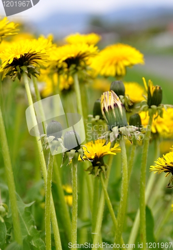 Image of Dandelion