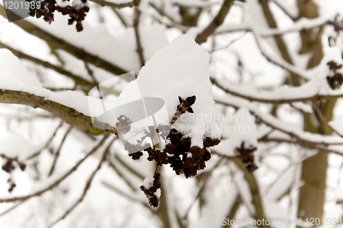 Image of snow on a branch