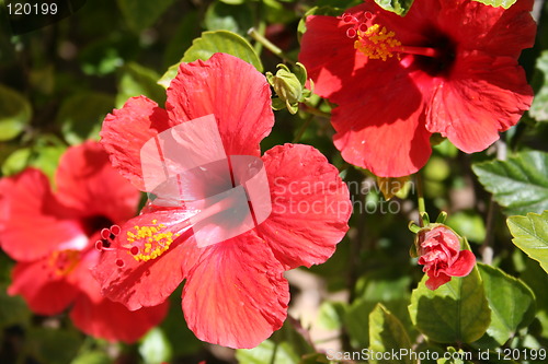 Image of Beautiful hibiscus