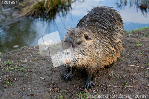 Image of nutria back from bathing