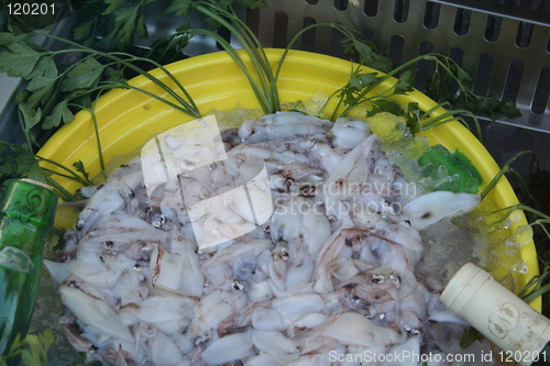 Image of Squid