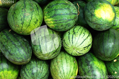 Image of Watermelon