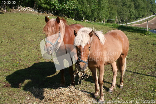Image of Two horses in a field