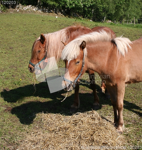 Image of Two horses grassing