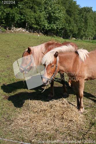 Image of Two horses grassing