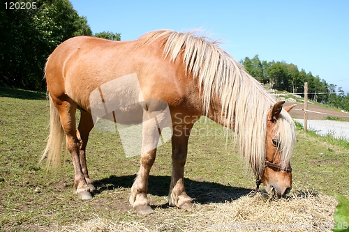 Image of Horse grassing