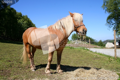 Image of Horse in a field