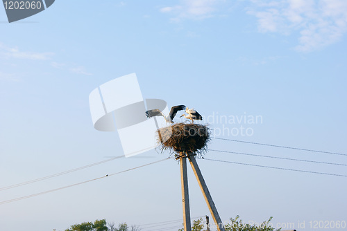 Image of Three cranes in the nest