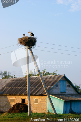 Image of Couple of cranes in the nest