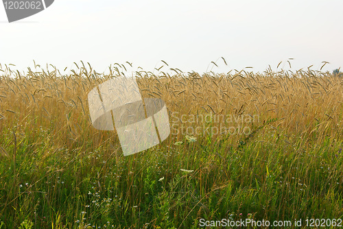 Image of Wheat summer field