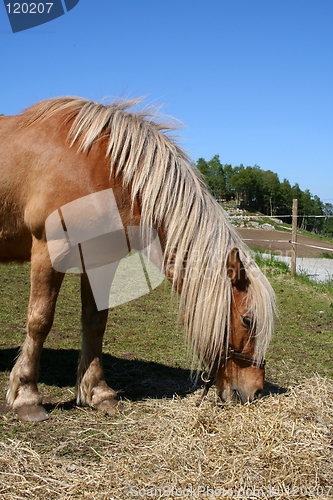 Image of Horse grassing