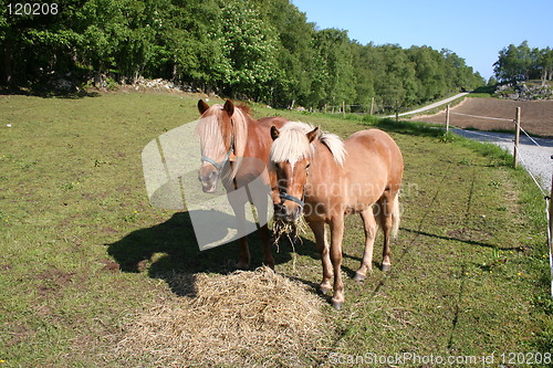 Image of Two horses in a field