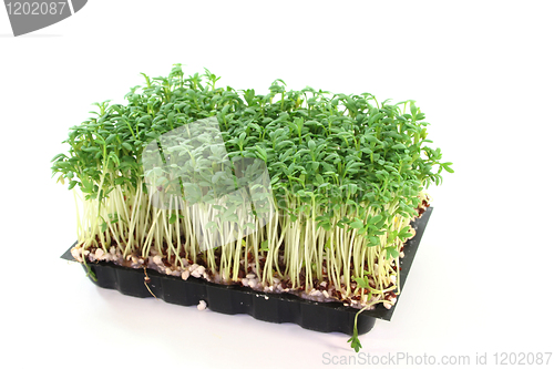 Image of Cress