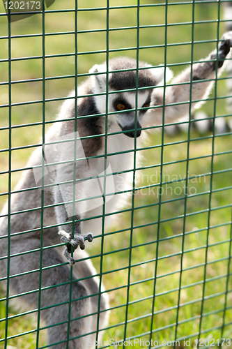 Image of ring-tailed lemur standing at the bars