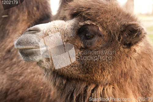 Image of close-up of a camel