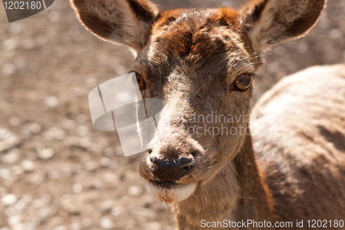 Image of close-up of a deer