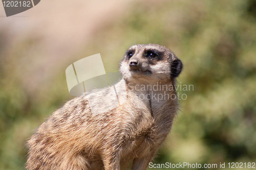 Image of little meerkat