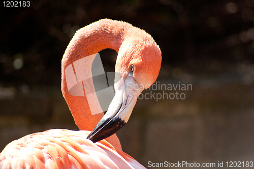 Image of close-up of a flamingo