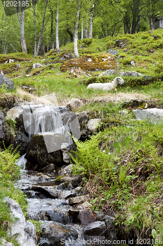 Image of Sheep by water